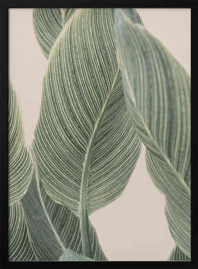 Calla Leaf Poster