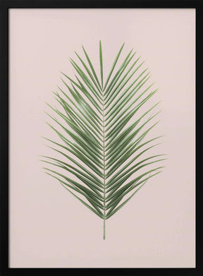 Palm Leaf Blush Poster