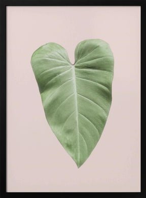 Tropical Leaf Blush Poster