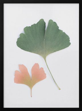 Pastel Ginkgo Poster