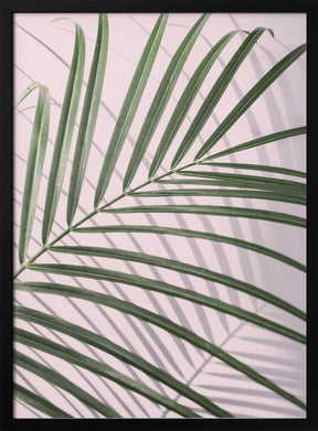 Palm Leaf Shadow Poster