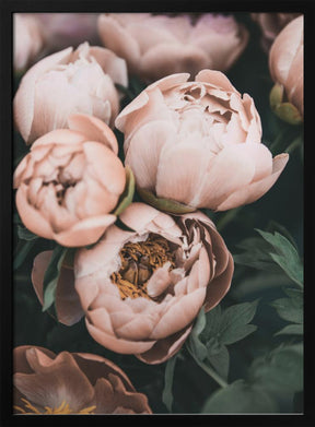 Coral Peonies Poster