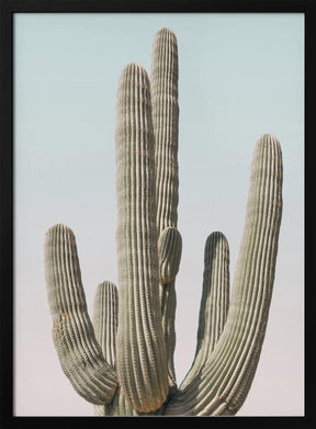 Saguaro Poster