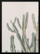 Sunrise Cactus Poster