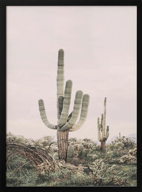 Pink Saguaro Poster