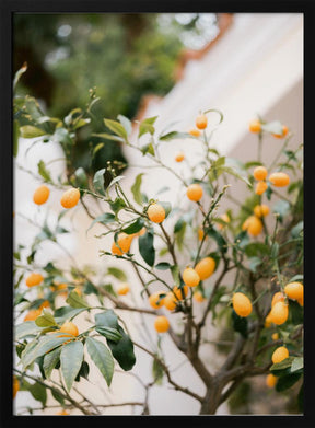 Orange Capri Poster