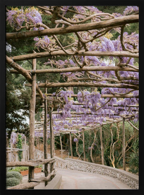 The Lavender Walkway Poster