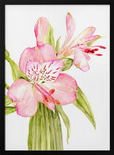 Pink watercolor alstroemeria Poster