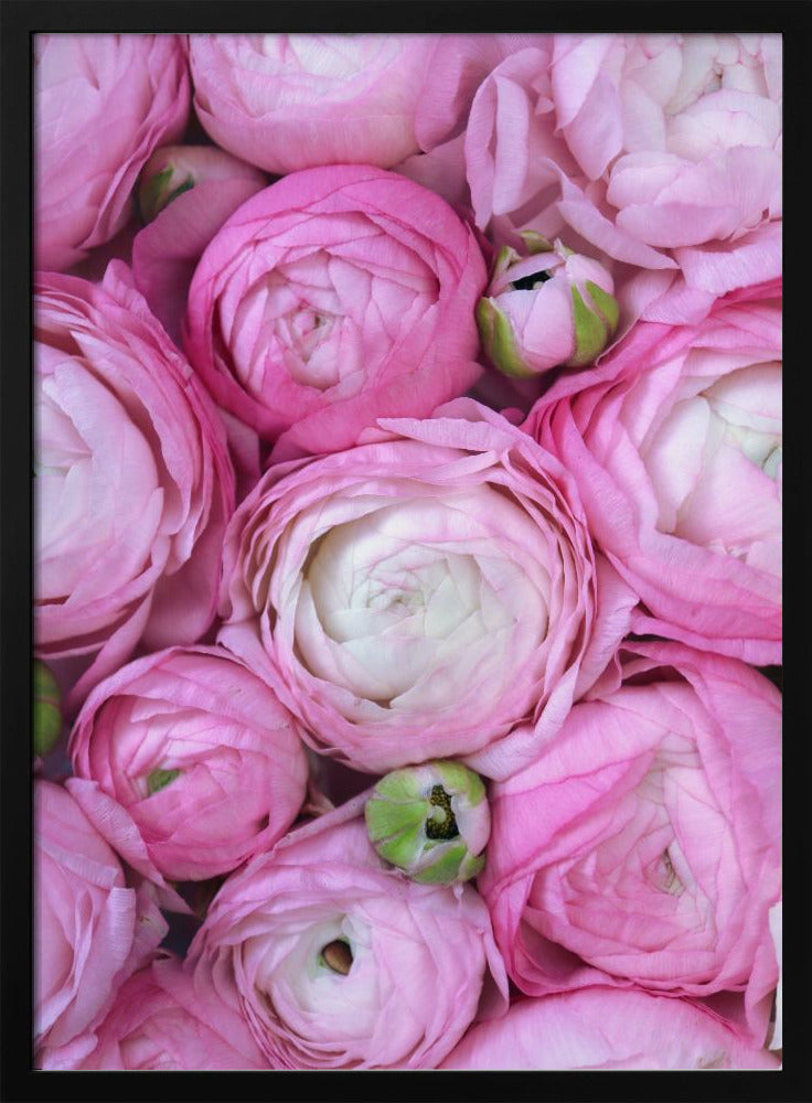 Pink ranunculus Poster