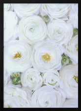 Pure white ranunculus Poster