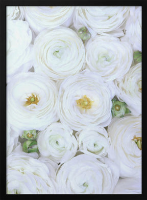 Pure white ranunculus Poster