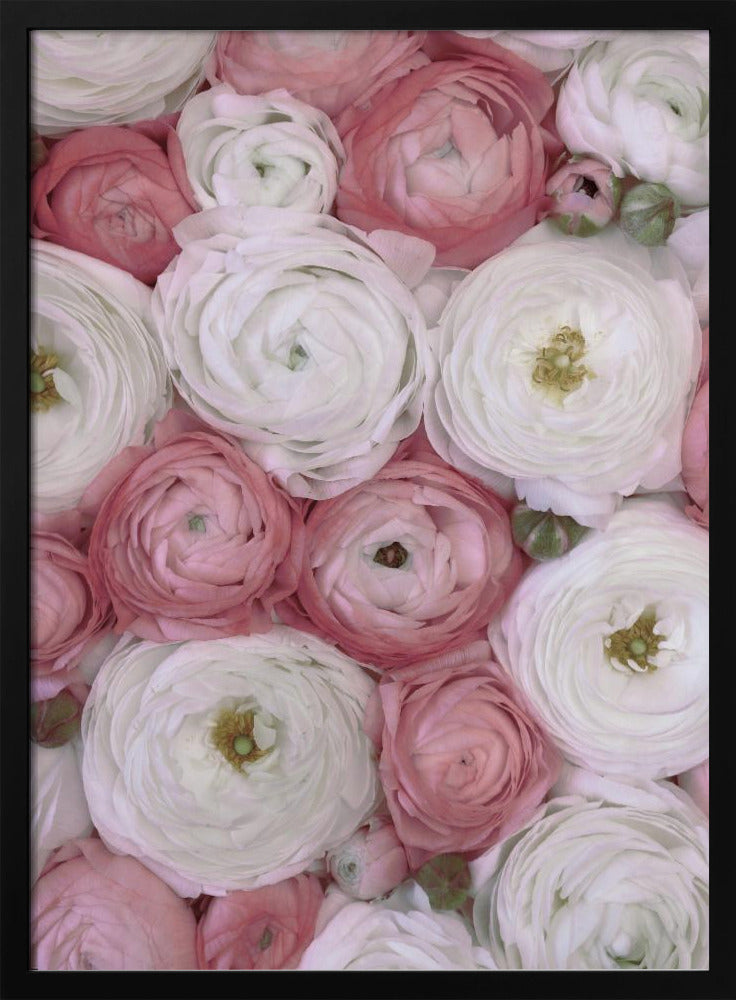 Scattered ranunculus in muted pink II Poster