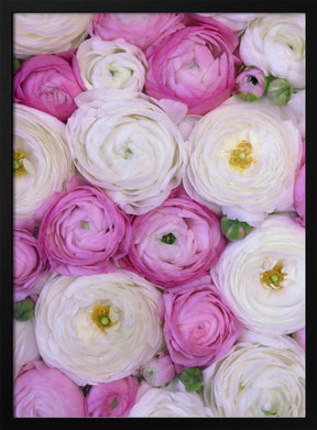 Scattered ranunculus in pink I Poster