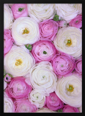 Scattered ranunculus in pink II Poster