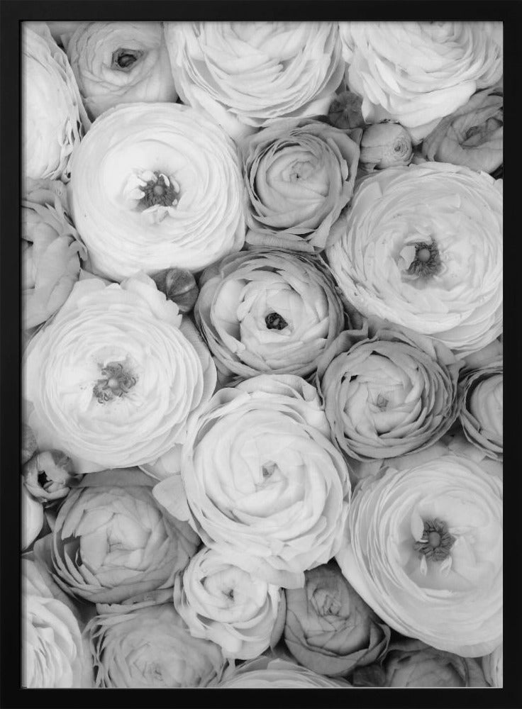 Scattered ranunculus grayscale I Poster