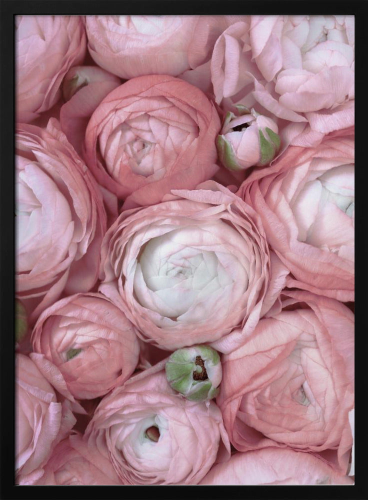 Subdued blush ranunculus Poster