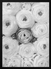 Singular ranunculus gray Poster