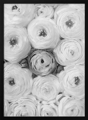 Singular ranunculus gray Poster