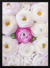 Singular ranunculus in hot pink Poster