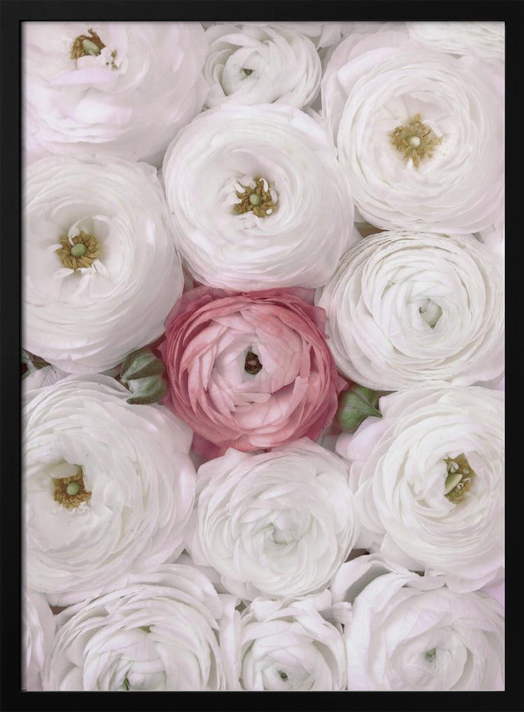 Singular ranunculus in blush Poster