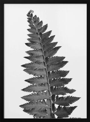 Gray fern leaf Poster