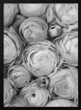 Gray ranunculus Poster