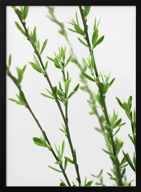 Green dainty branch Poster