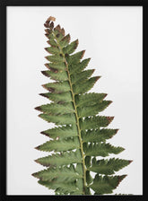 Green fern Poster