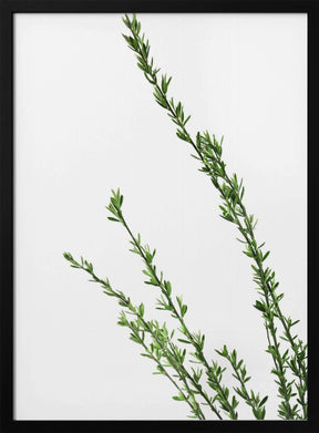 Little green branches Poster