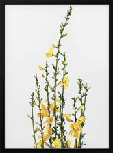 Yellow blooms Poster