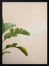 Cannes Banana Plant Poster