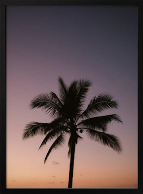 Costa Rica Palm Tree Poster