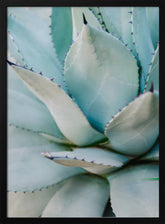 Succulent Green Poster