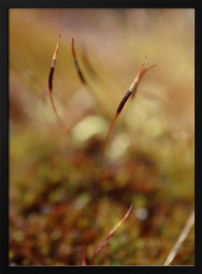 Magic stamen Poster