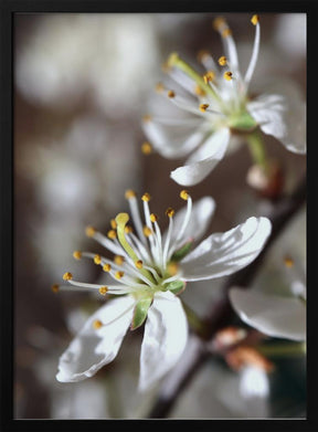 Spring blooms I Poster