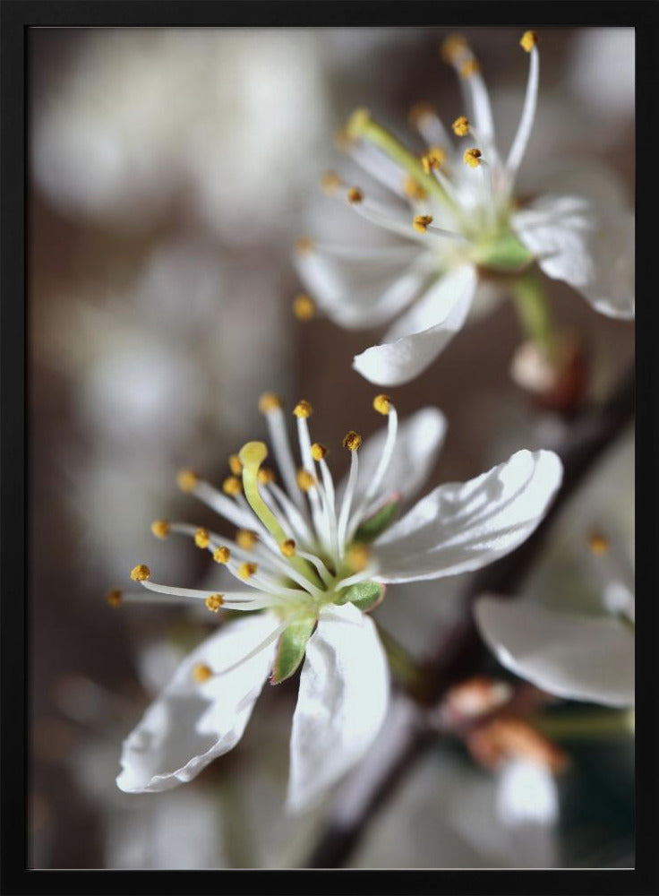 Spring blooms I Poster