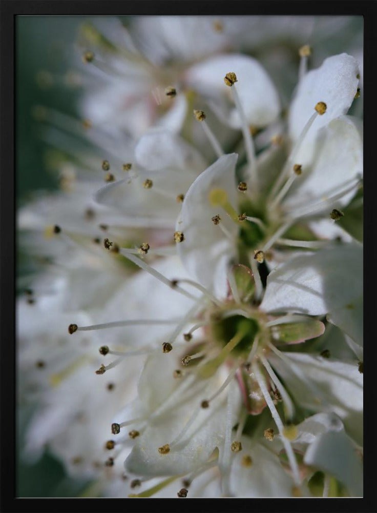 Spring blooms II Poster