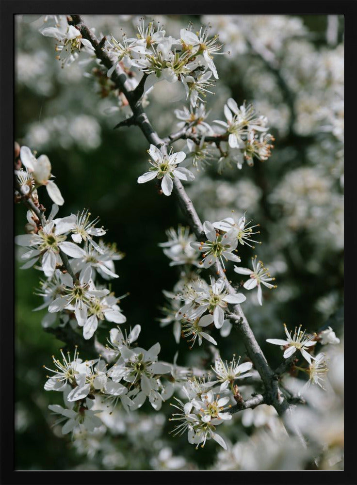 Spring blooms III Poster