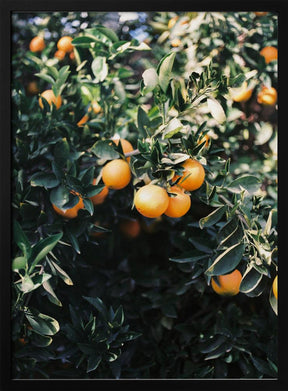 Marrakesh Oranges Poster