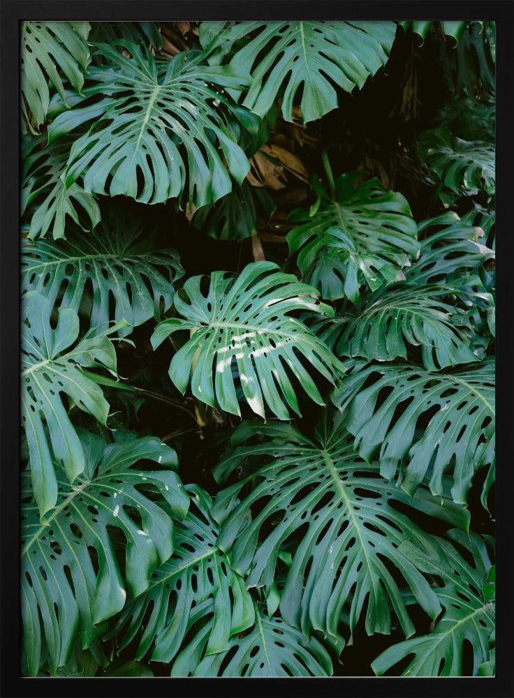 Monstera wall in Lisbon Poster