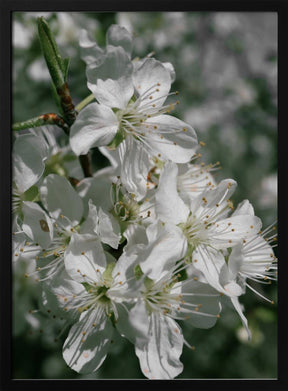 Spring blooms IV Poster