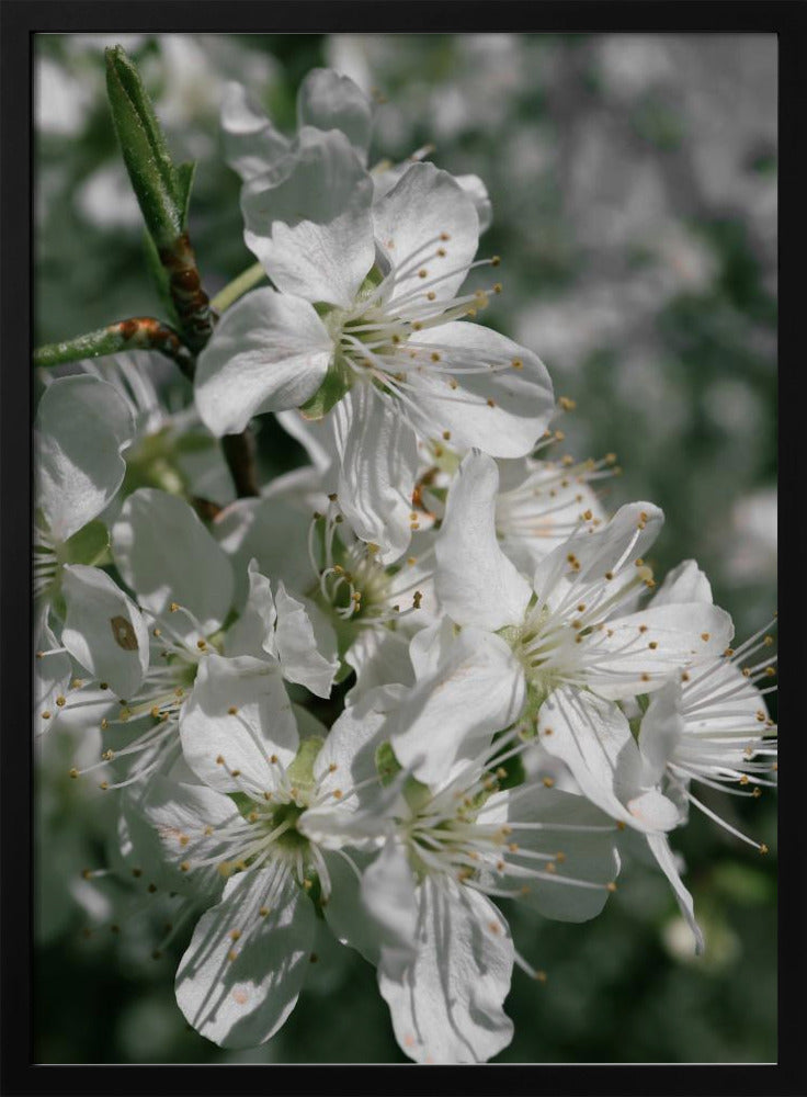 Spring blooms IV Poster