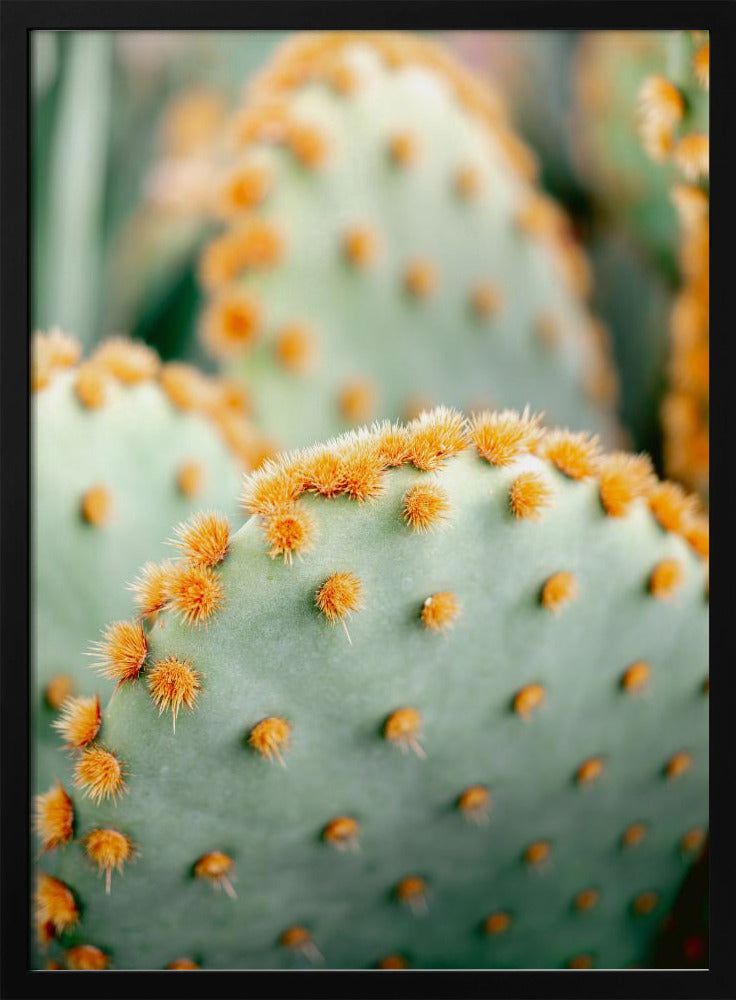 Orange and Green II - Marrakech botanical photography Poster