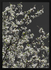 Spring branches Poster