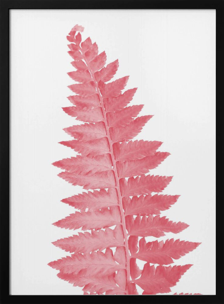 Pink fern leaf Poster