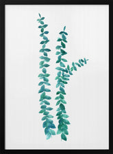 Watercolor eucalyptus branches in teal Poster