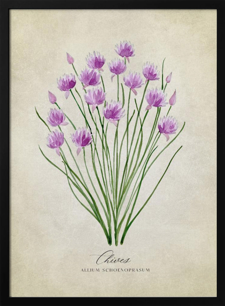 Chives vintage Poster