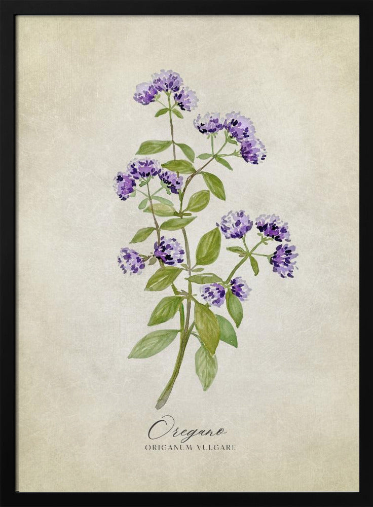 Oregano vintage Poster