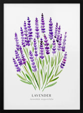 Lavender I Poster