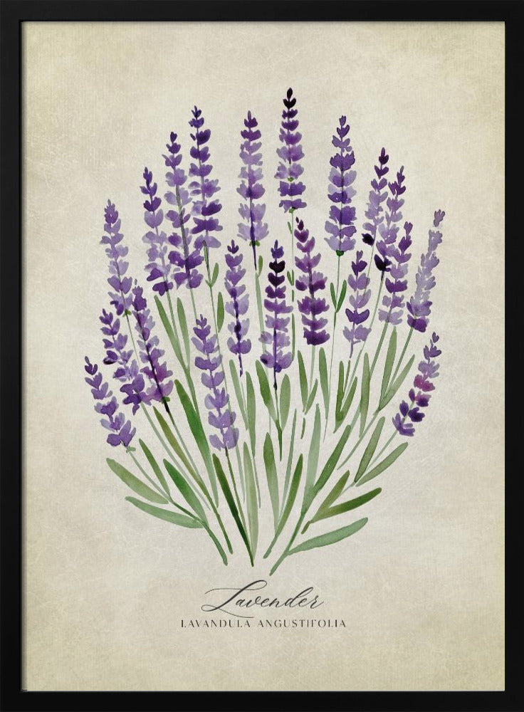 Lavender vintage Poster